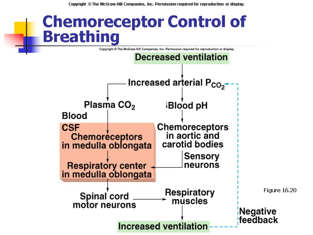 Respiratory Physiology. Respiration Includes 3 separate functions